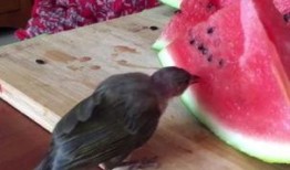 吃瓜小鸟视频教学,趣味教学新方式