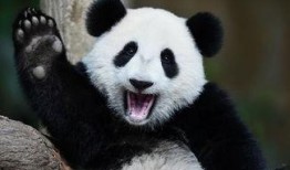 吃瓜熊猫图,萌态可掬的夏日清凉瞬间