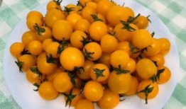 带你吃瓜之精品番茄