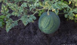 西瓜种植多久可以吃瓜,从播种到品尝的奇妙旅程