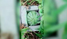 翘翘吃瓜,揭秘娱乐圈背后的那些事儿