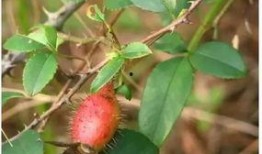 小林吃瓜金集,揭秘娱乐圈幕后故事