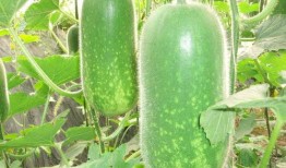 吃春茄瓜与秋茄瓜的功效,四季养生两相宜