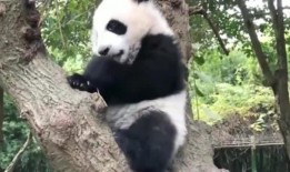 吃瓜群众瓜哥熊猫视频,揭秘网红美食背后的故事