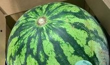 开门吃瓜,揭秘生活中的趣味瞬间