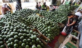 请你们吃瓜赏花图片,共享春日美好时光