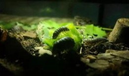 开门吃瓜,揭秘生活中的趣味瞬间