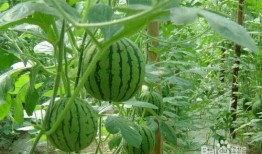 长垣吃瓜事件盘点,揭秘背后真相与网络舆论风暴