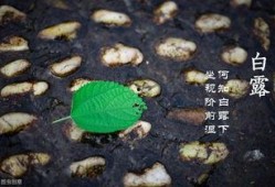 白露过了还吃瓜吗,秋季食瓜指南