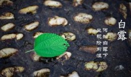 白露过了还吃瓜吗,秋季食瓜指南