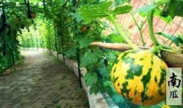 看瓜和吃瓜诗句大全,看瓜与吃瓜的诗意描绘