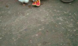 吃瓜快乐鸭