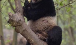 吃瓜群众瓜哥熊猫视频,揭秘网红美食背后的故事