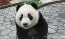 吃瓜群众瓜哥熊猫视频,揭秘网红美食背后的故事