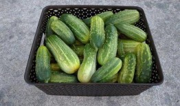 吃付瓜的好处,让你健康又美丽