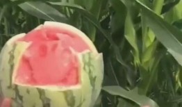 吃瓜吃错了,揭秘吃瓜界的意外趣事