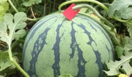 请你们吃瓜赏花图片,共享春日美好时光