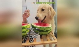 吃瓜吃到自家狗,一场家庭风波的启示录