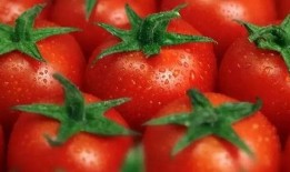 番茄吃瓜剧情完结,甜蜜复仇记