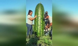 吃瓜捉虫,揭秘网络谣言背后的真相