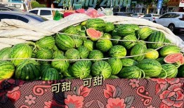 郑州有瓜吃,一网打尽“有瓜吃”的诱惑