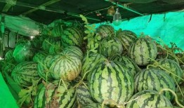 小林吃瓜金集,揭秘娱乐圈幕后故事