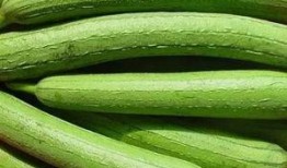 吃春茄瓜与秋茄瓜的功效,四季养生两相宜