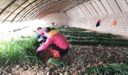 吃瓜三道沟,一场味蕾与自然的邂逅之旅