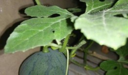 西瓜种植多久可以吃瓜,从播种到品尝的奇妙旅程