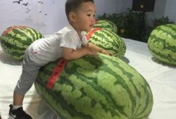 扬州吃瓜群众事件,一场网络舆论的风波与反思