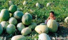 山东改编音乐吃瓜