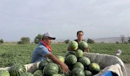吃瓜三道沟,一场味蕾与自然的邂逅之旅