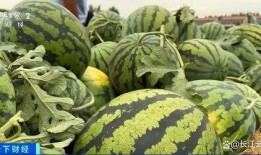 山东吃瓜的,探寻鲁菜背后的文化韵味