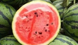 瓜瓜吃瓜保熟,揭秘美食背后的秘密