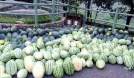 岭南师范吃瓜,吃瓜群众眼中的校园风云录