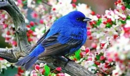 吃瓜小鸟视频教学,趣味教学新方式