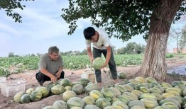 峡谷大型吃瓜现场,大型吃瓜现场揭秘