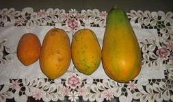 满城大园吃瓜,夏日盛宴等你来尝