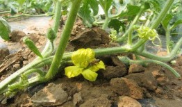 大兴的吃瓜,揭秘当地特色美食与趣事