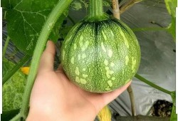 吃小乳瓜好处,营养丰富的健康佳品，吃出健康好生活