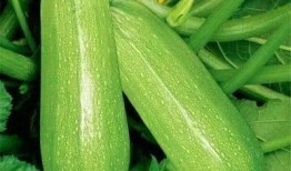 吃瓜率,揭秘娱乐圈背后的“瓜田”风云