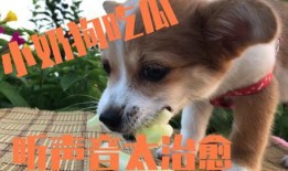 吃瓜吃到自家狗,一场家庭风波的启示录