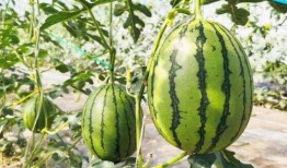 大兴的吃瓜,揭秘当地特色美食与趣事