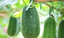 北中医东院吃瓜,校园生活的一抹趣味风景