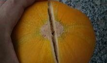 缴瓜怎么吃,解锁瓜果新吃法