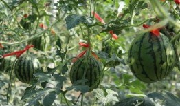 济南商河吃瓜事件,一场引发社会关注的误会风波