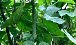 胆结石 吃瓜,吃瓜也能养生，揭秘瓜类食物的神奇功效