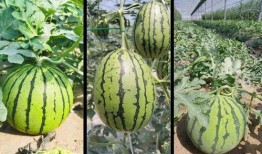 大兴的吃瓜,揭秘当地特色美食与趣事