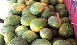 满城大园吃瓜,夏日盛宴等你来尝