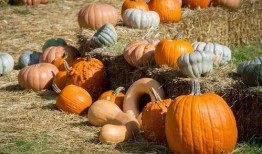 岭南师范吃瓜,吃瓜群众眼中的校园风云录